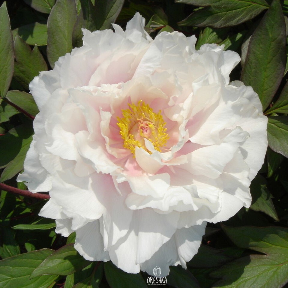 Tree Peony mature shrub garden planting