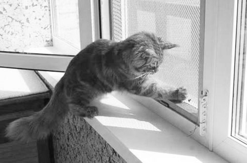 сетка от комаров антикошка