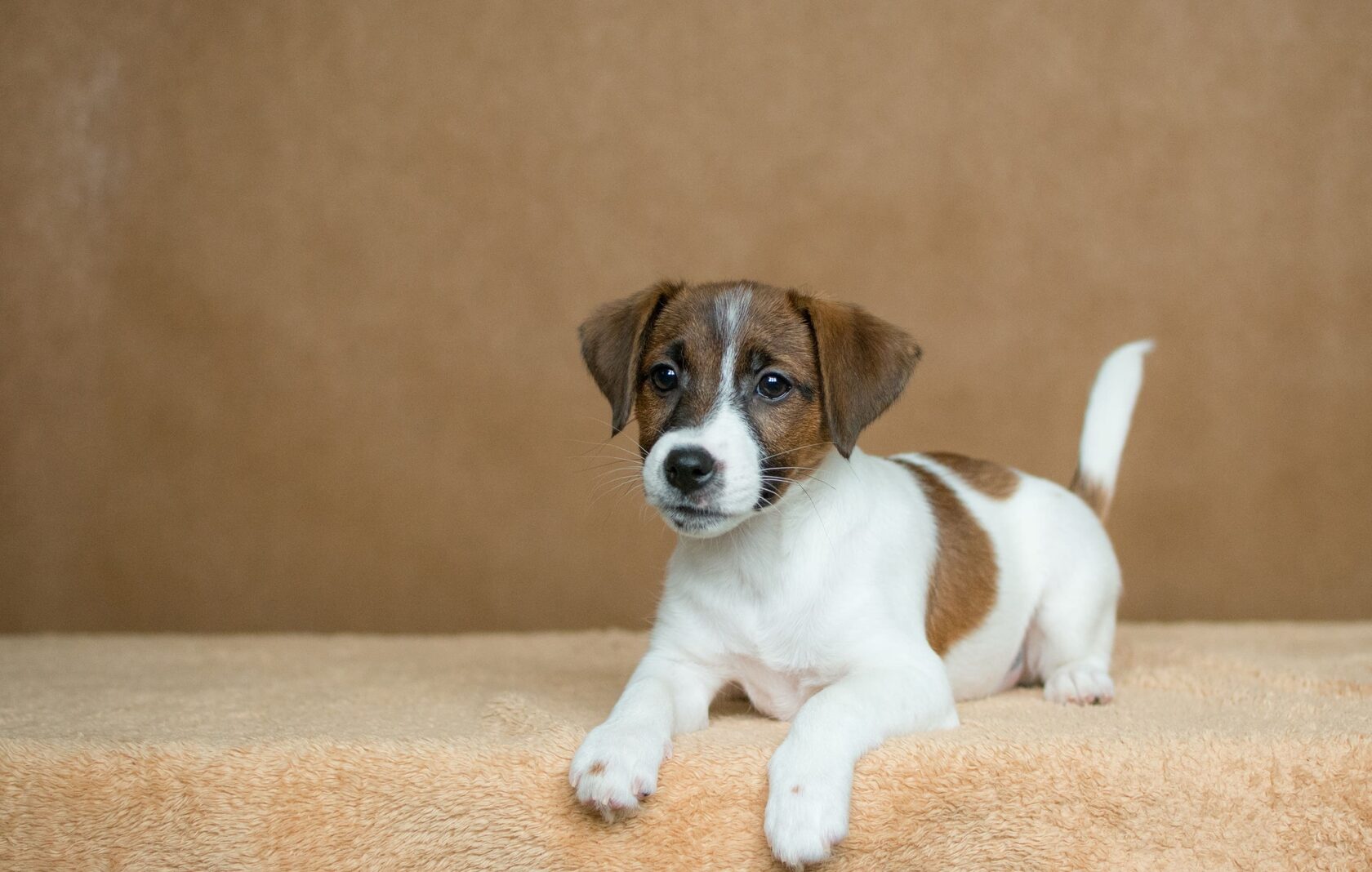 щенок Джек рассела