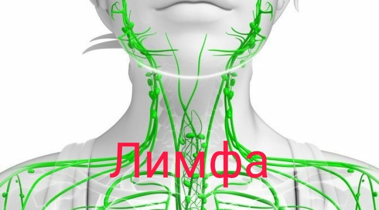 Ток лимфы в организме человека схема