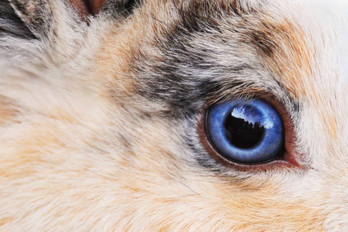 Domestic Rabbit, Hare, Jackrabbit & Cottontail Eye Color Examples.