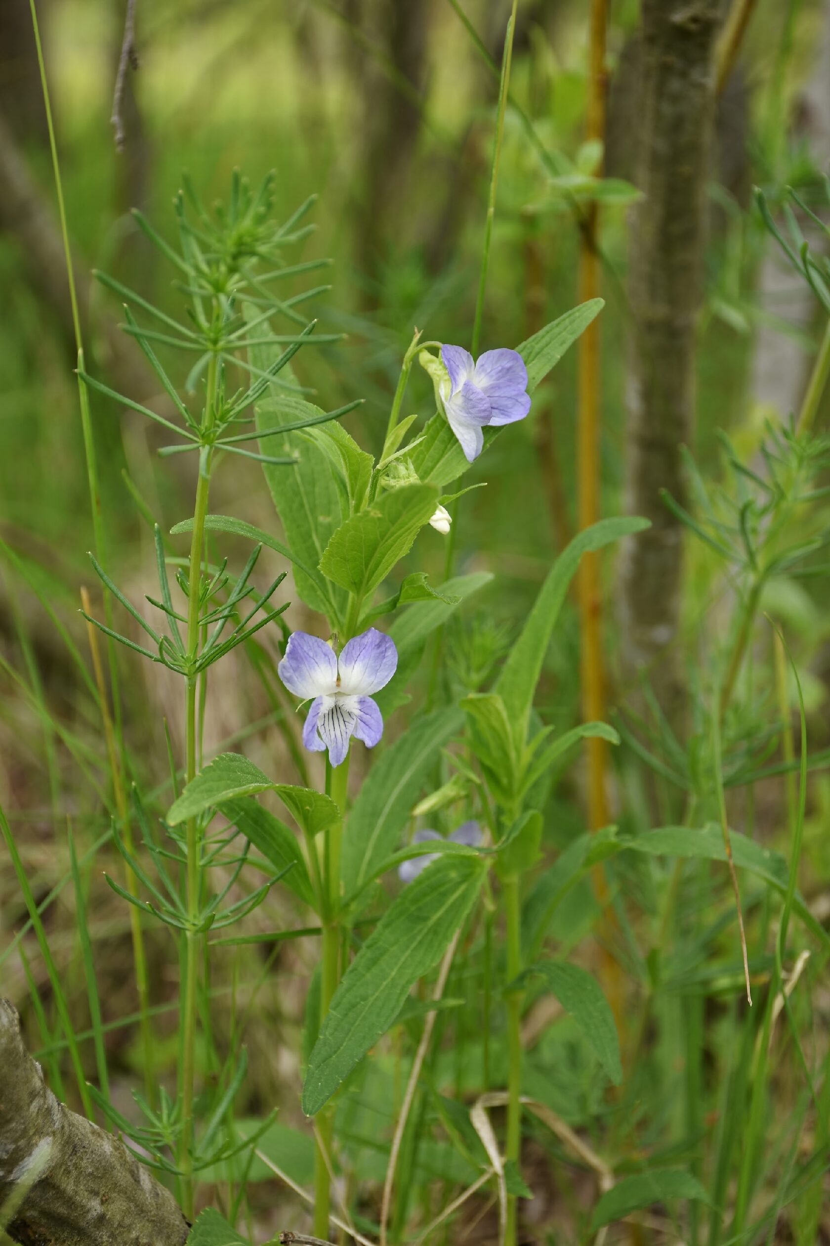 Viola montana L. (V. elatior Fries) – Фиалка горная (Ф. высокая)