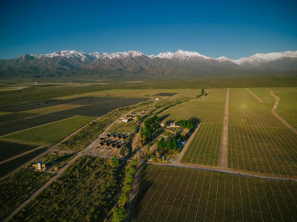 Vineyard views near La Morada Lodge, Valle de Uco