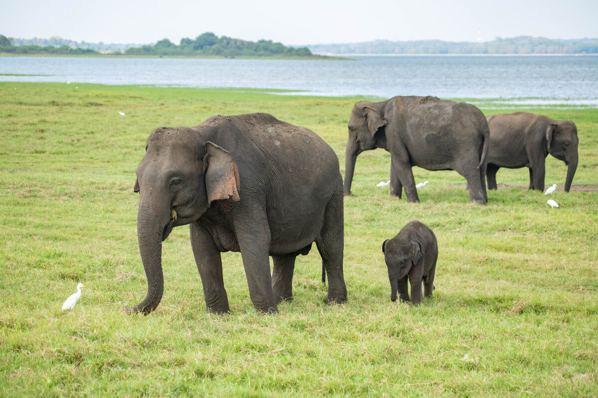 Шри Ланка слоны. Шри Ланка с детьми. Синий кит Шри Ланка. Шри Ланка фото пляж и слоны.
