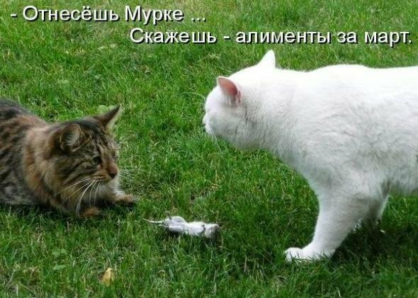 Удержание алиментов с больничного листа в пилотном проекте
