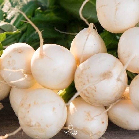 Seeds of Radish "Aphrodite" (Raphanus sativus var. sativus) — 50 pcs