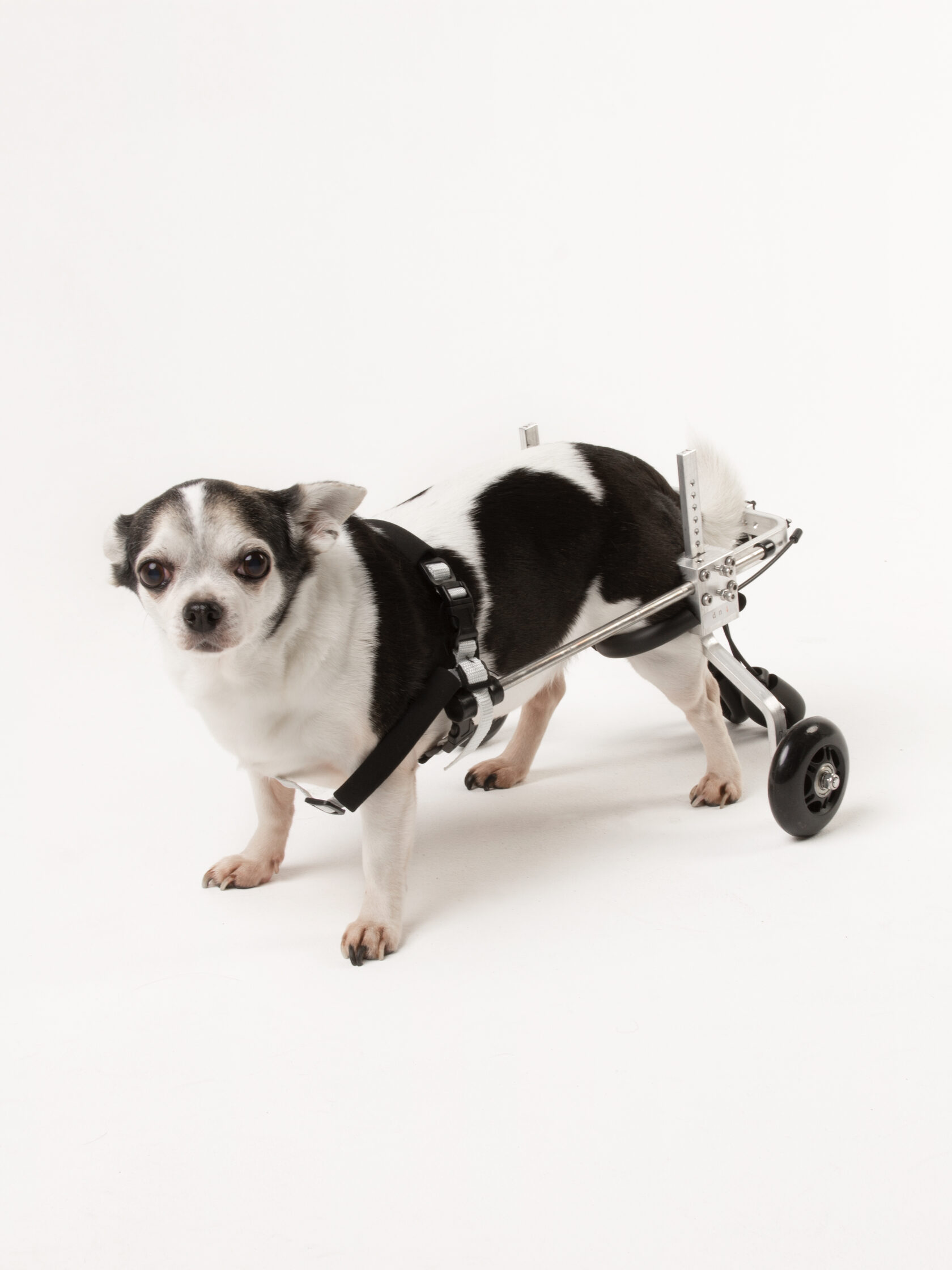 Corgi mit Rollstuhl