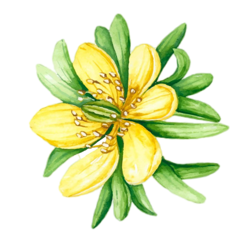 академия изи лайф, фунготерапия, изучение лечебных трав, марафон полезного питания