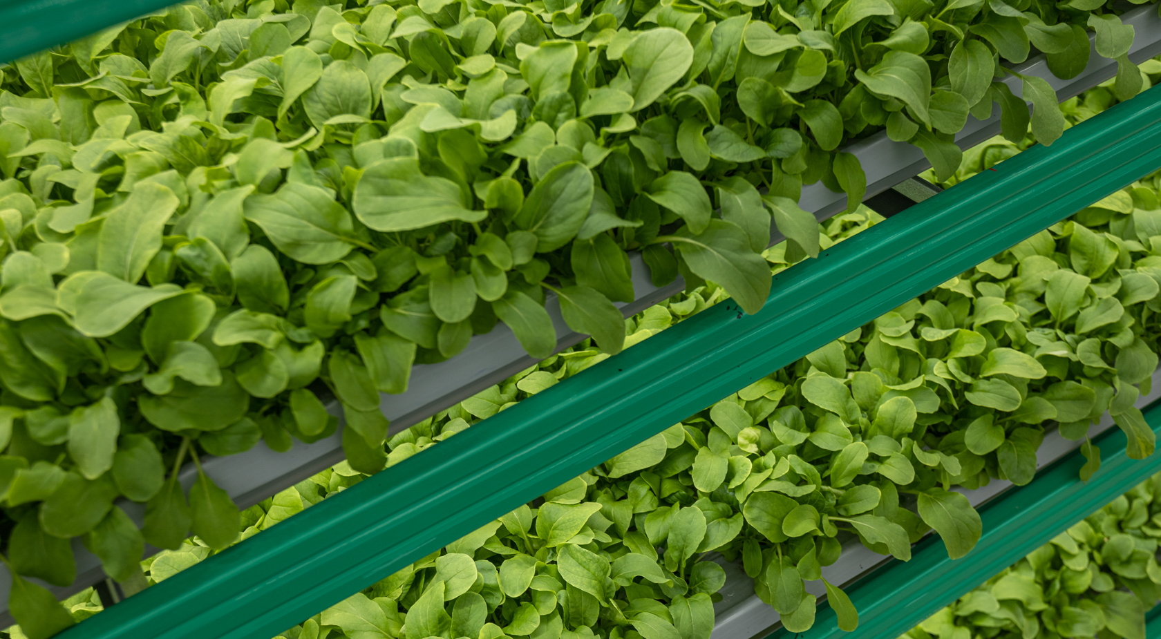 Grow Microgreens with Vertical Farming Technologies by iFarm