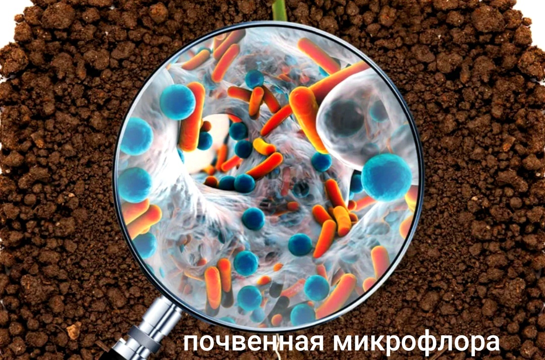 Почвенная среда 