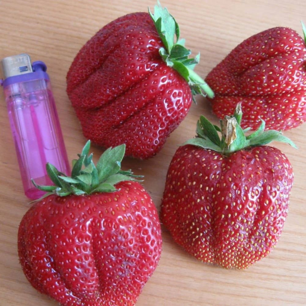 клубника камрад победитель