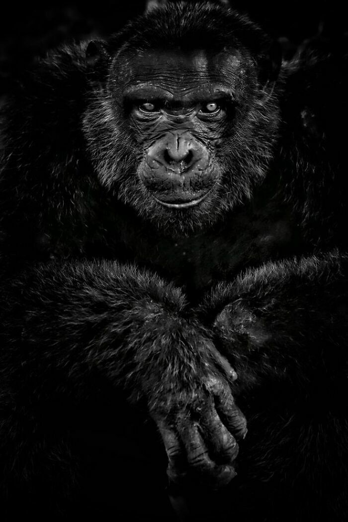 Шимпанзе в Камеруне находятся под постоянной угрозой из-за браконьерства, вырубки лесов и торговли детёнышами. Остров Понго-Сонго — заповедник на реке Санага, где спасенные раненые и осиротевшие шимпанзе могут свободно и безопасно передвигаться в своей естественной среде обитания. Фотограф Ким Фабрегас Элиас, Испания.