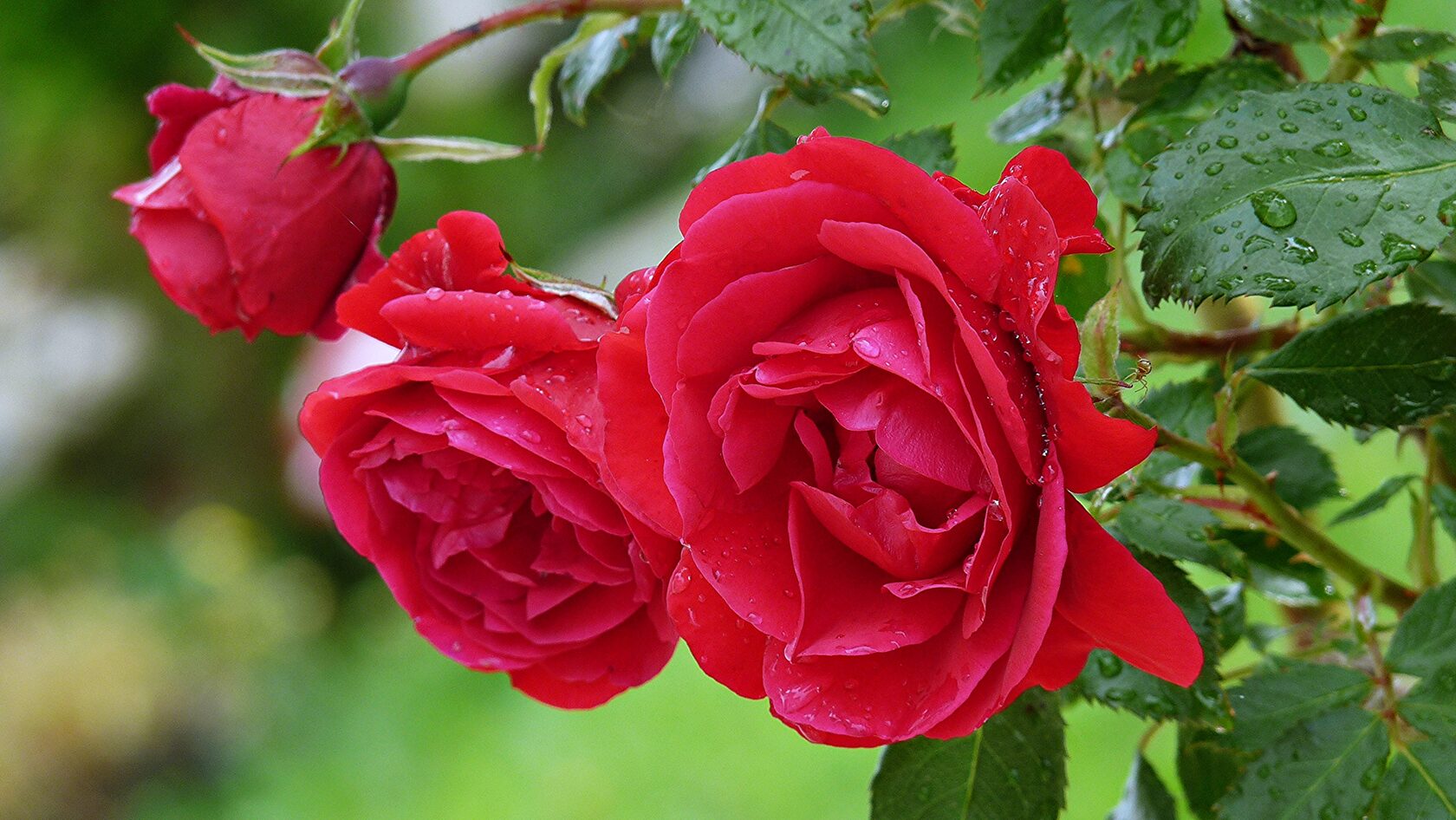 Представляем вашему вниманию 15+ любопытных фактов о розах, о которых многие могут не знать.