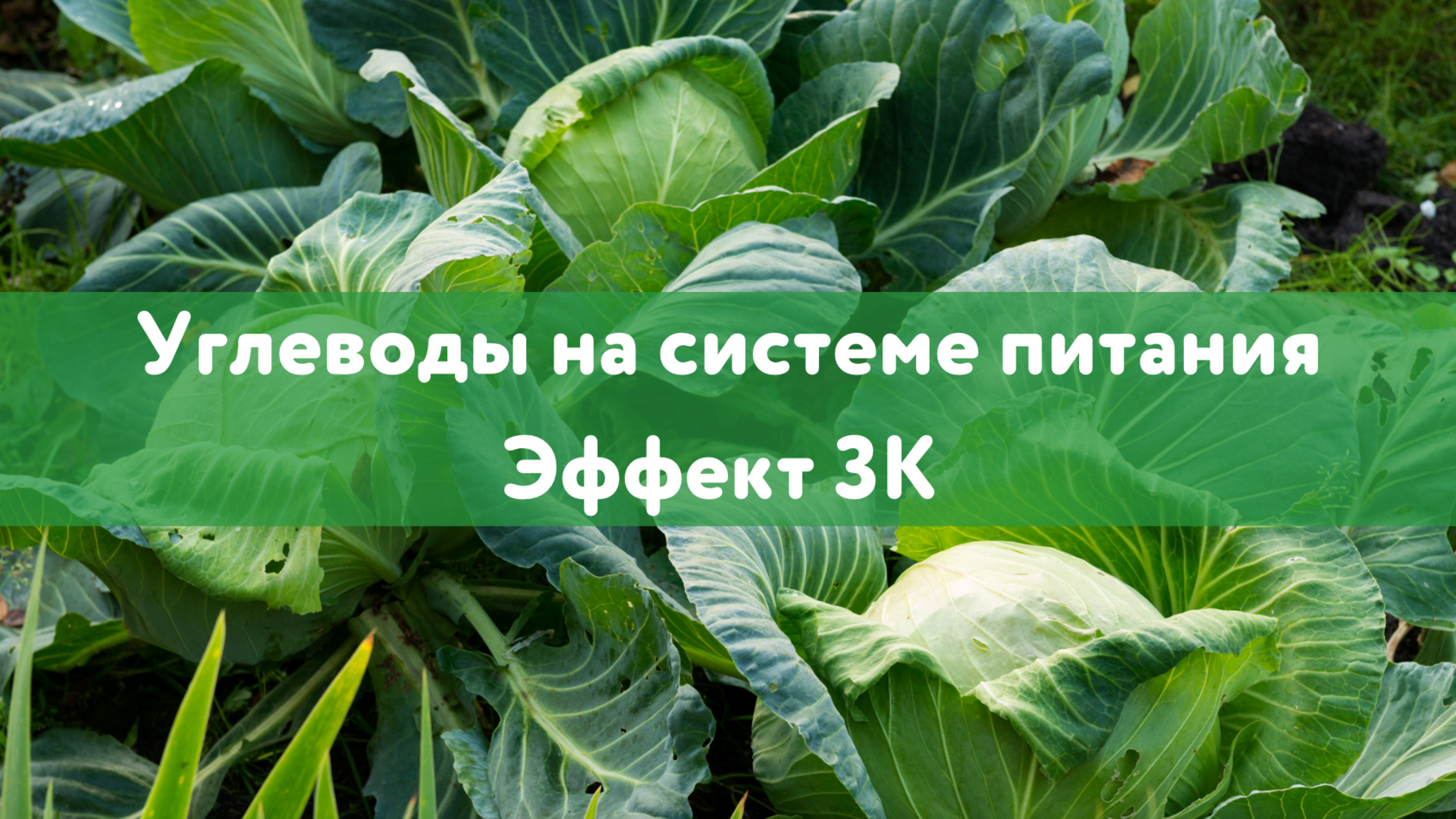 Углеводы, Польза углеводов, Вред углеводов, Крахмал, Сахар, Болезни, связанные с углеводами, Как углеводы влияют на здоровье, Углеводы и диета, Правильное питание и углеводы, Углеводы и обмен веществ