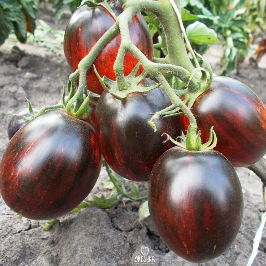 Seeds of Tomato Gargamel (solanum lycopersicum) — 10 pcs
