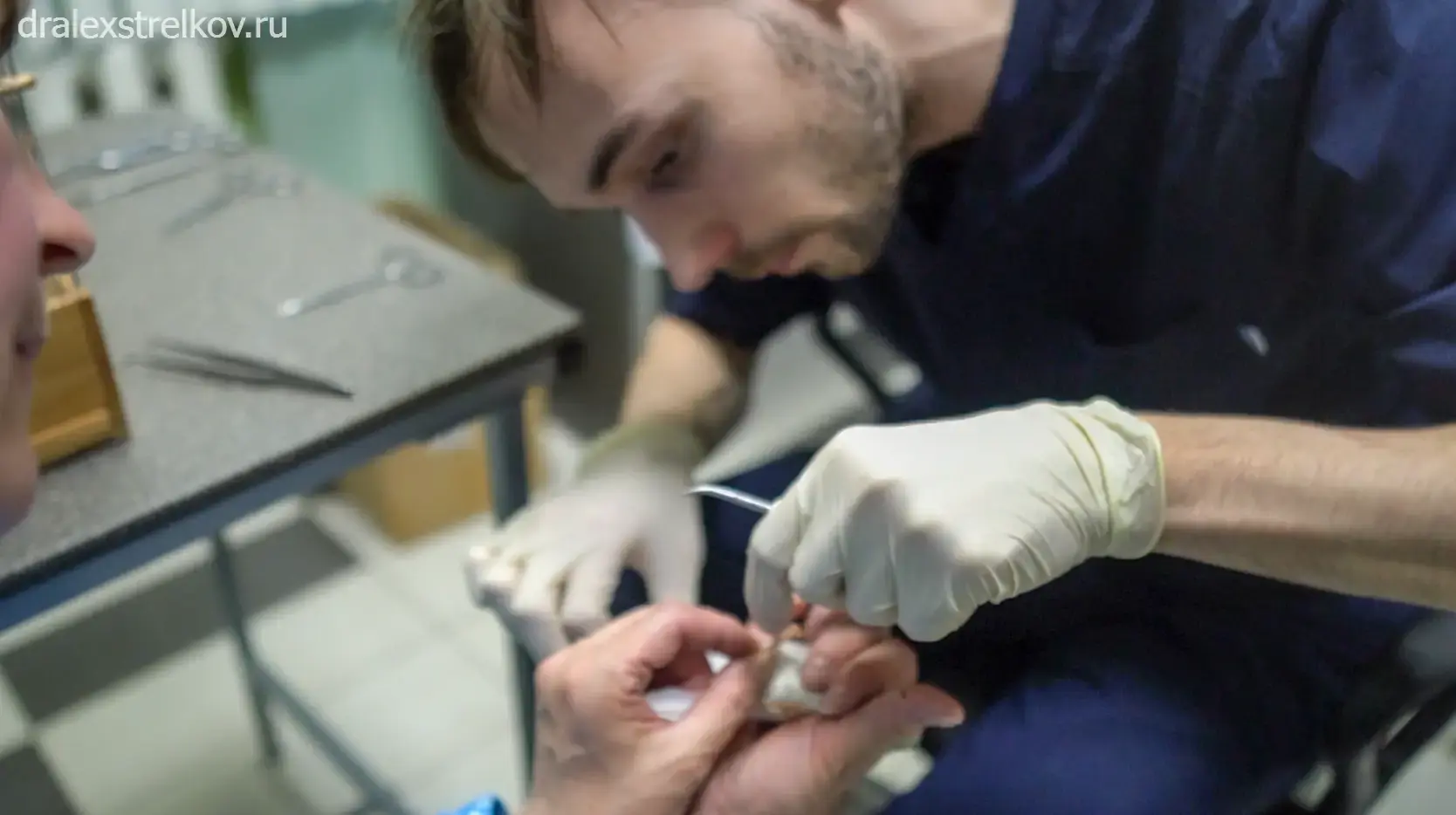 Попугай с проблемами оперения на приеме у ветеринара