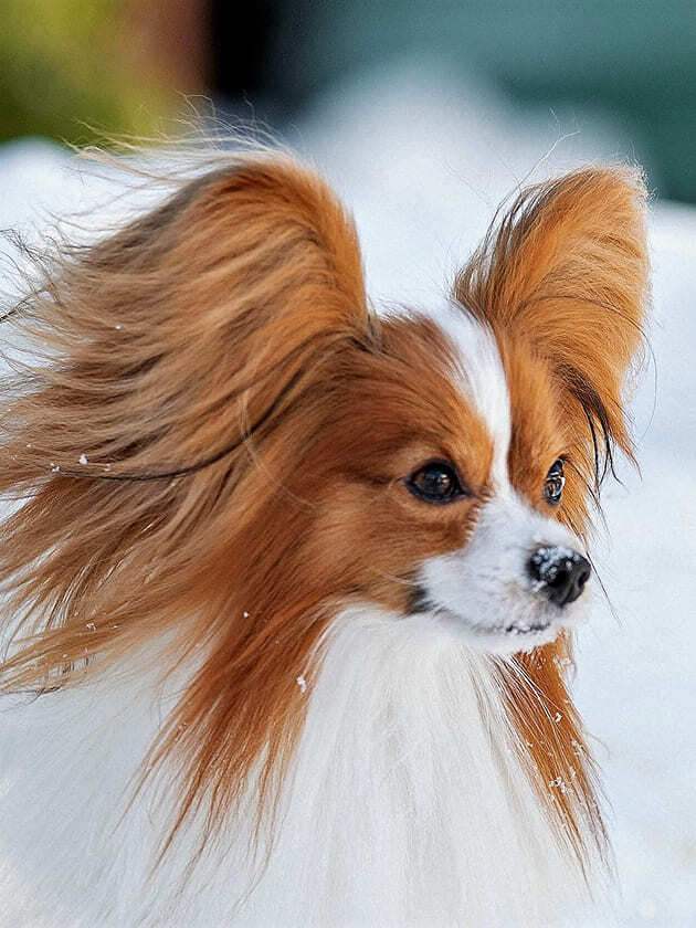 бело-соболиный папийон на улице зимой