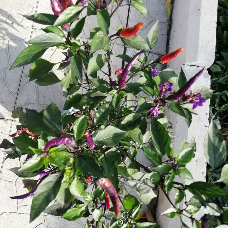Seeds of Hot pepper Lilac mist (Capsicum)
