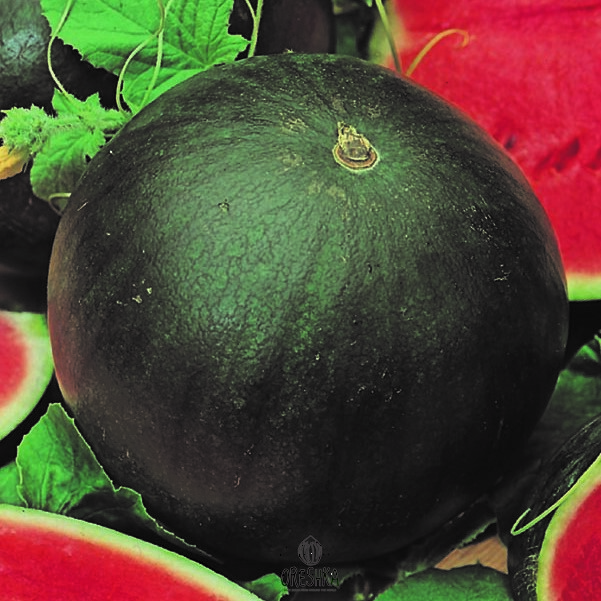 Seeds of Sugar Baby Watermelon (Citrullus lanatus) — 10 pcs