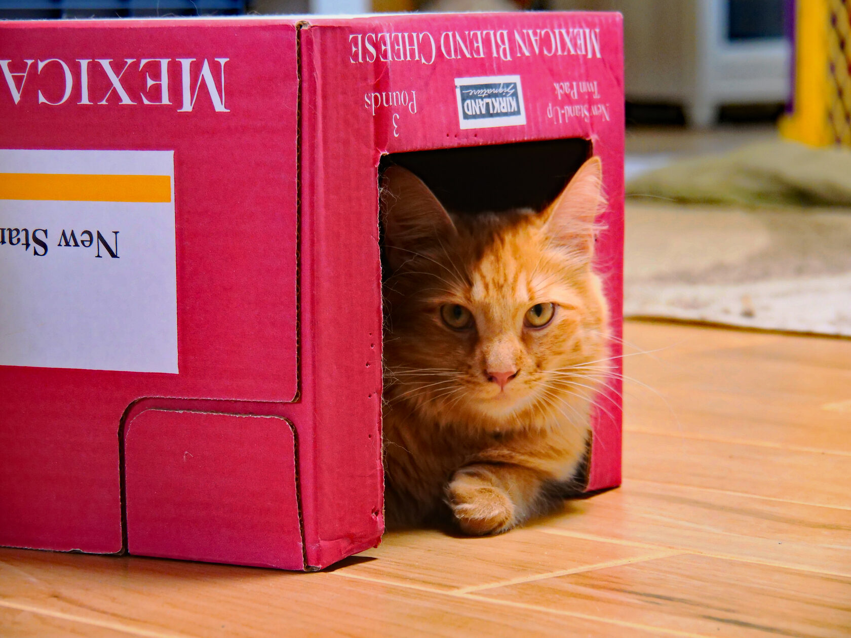 Почему кошка таскает котят из коробки на кровать