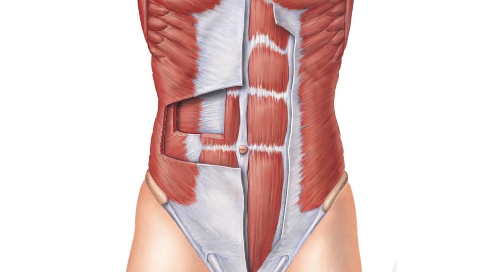 Внутренняя косая мышца живота. Obliquus internus abdominis. Мышцы живота апоневроз анатомия. Апоневроз передней стенки живота. Наружная косая мышца живота апоневроз.