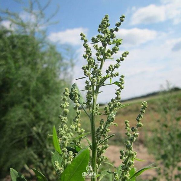 Seeds of Chenopodium album - 250 pcs