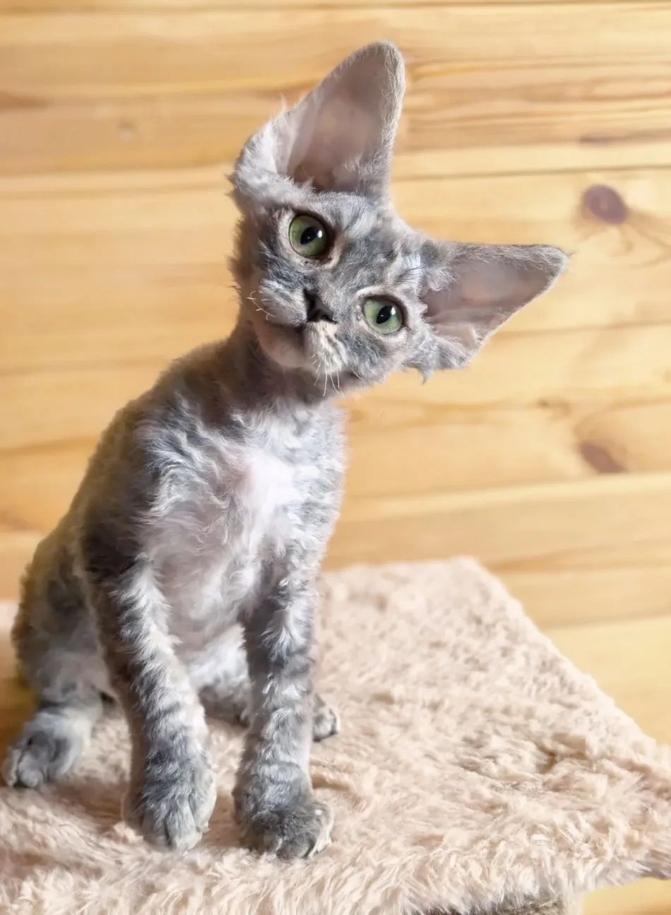 Котёнок Зефир