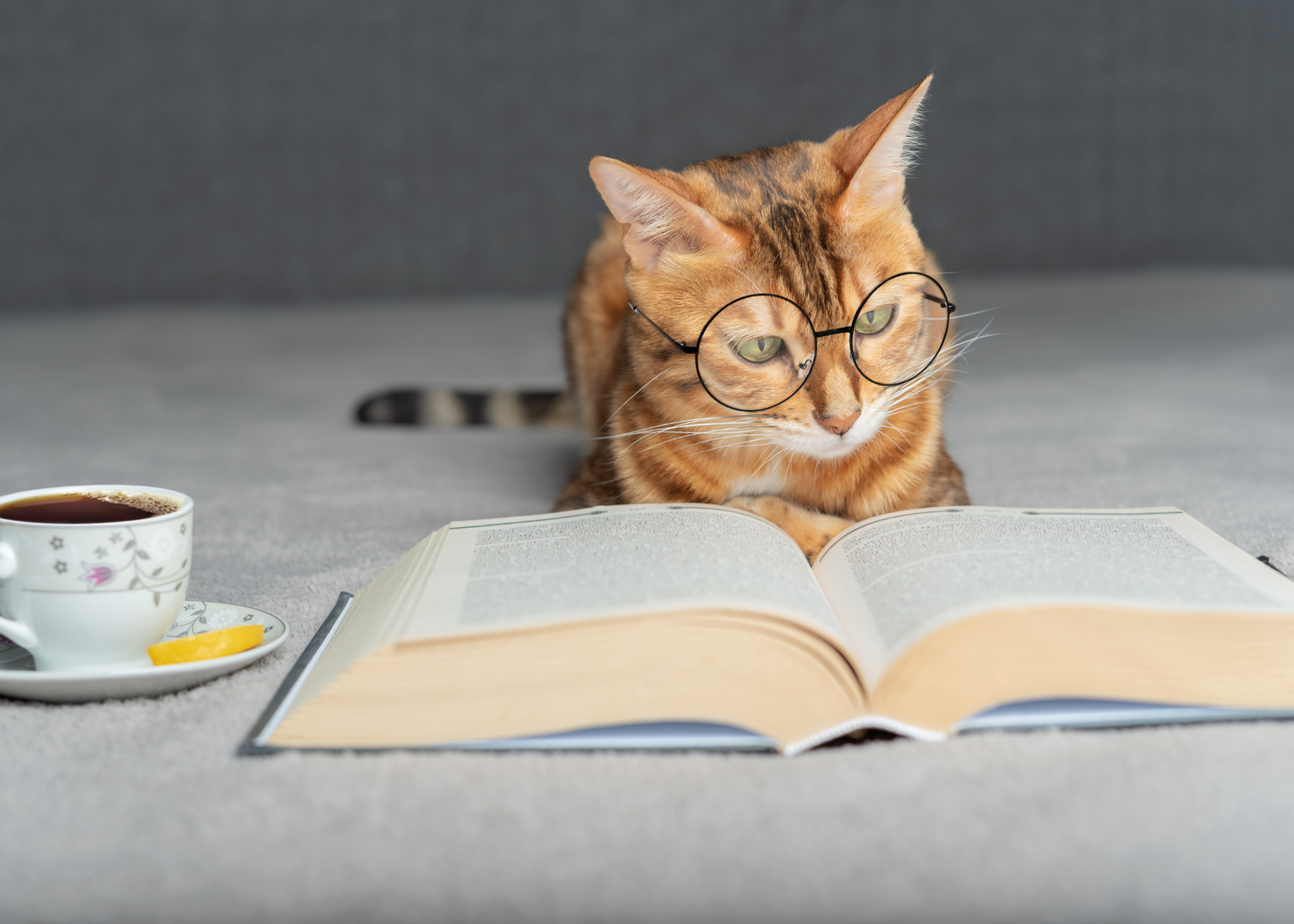 Кот в очках читает книгу рядом с чашкой чая