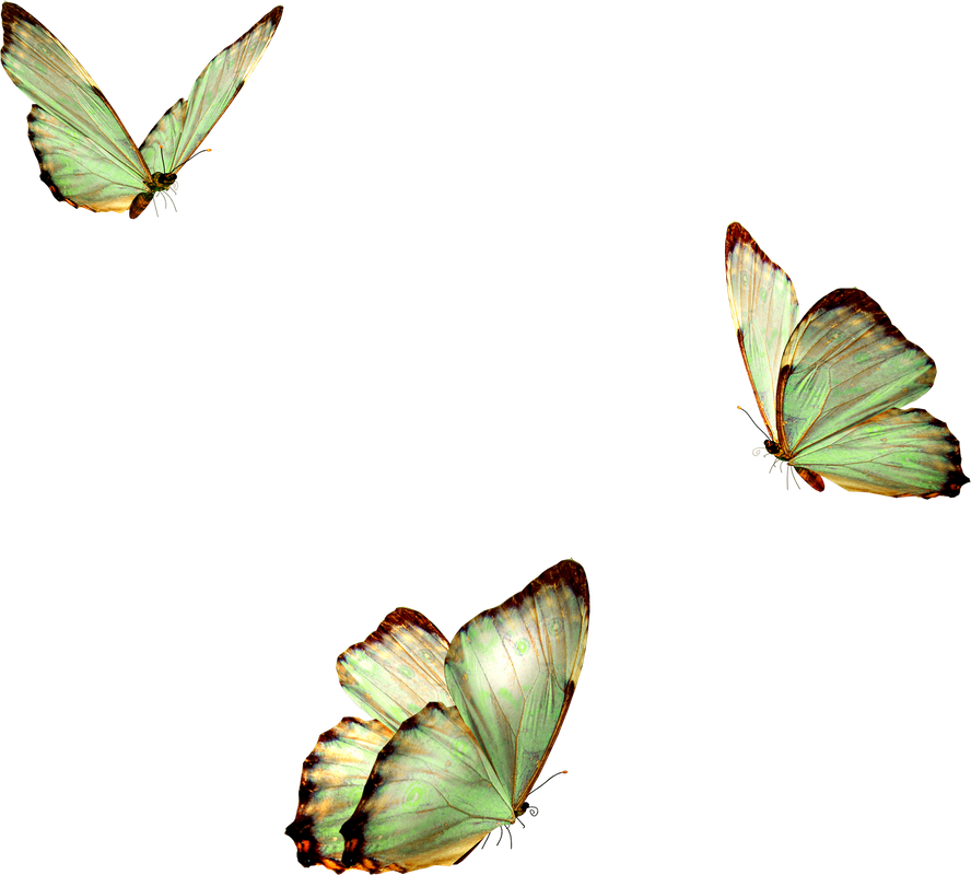 Стайка бабочек на прозрачном фоне. Бабочки летают. Нежные бабочки на прозрачном фоне. Бабочки летают на белом фоне. Бабочка над головой