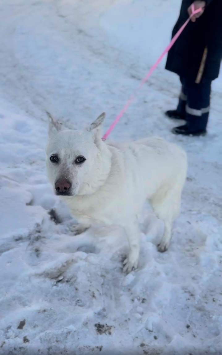 Животные из центра помощи Флагменвет»