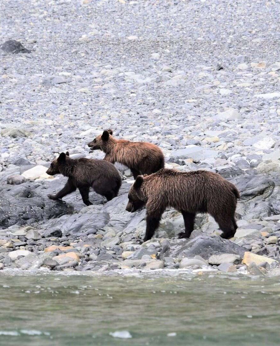 медведица с медвежатам