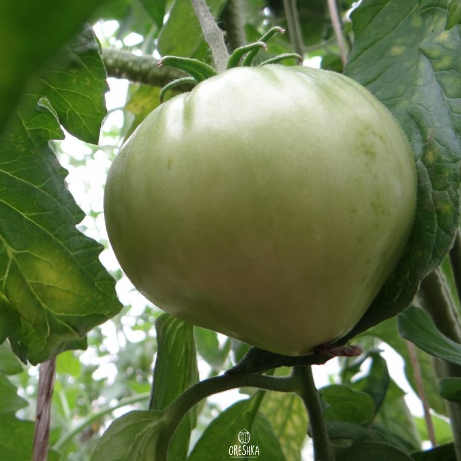 Томат новое поколение бурчема. Крымское сердце томат. Томат немецкое сердце. Томат немецкое сердце гомера. Томат сорт немецкое бычье сердце гомера.