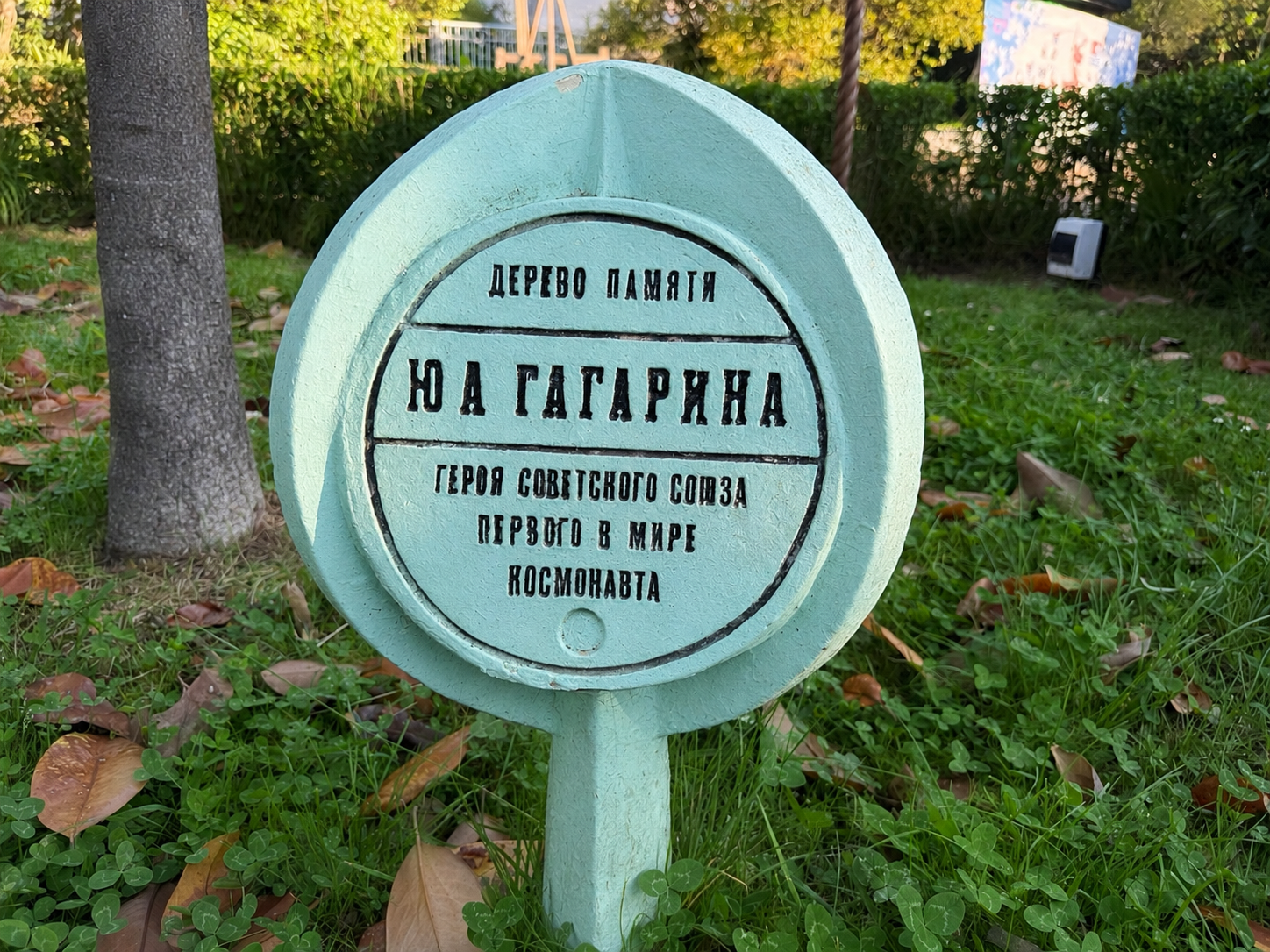 Дерево памяти Юрия Гагарина в парке Ривьера Сочи