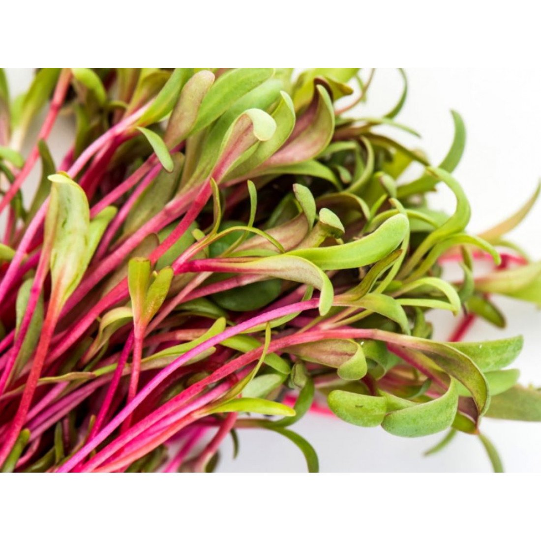 Амарант зеленый микрозелень. Микрозелень кольраби микс. Амарант зеленый микрозелень. Семена микрозелень мангольд. Кислица микрозелень.