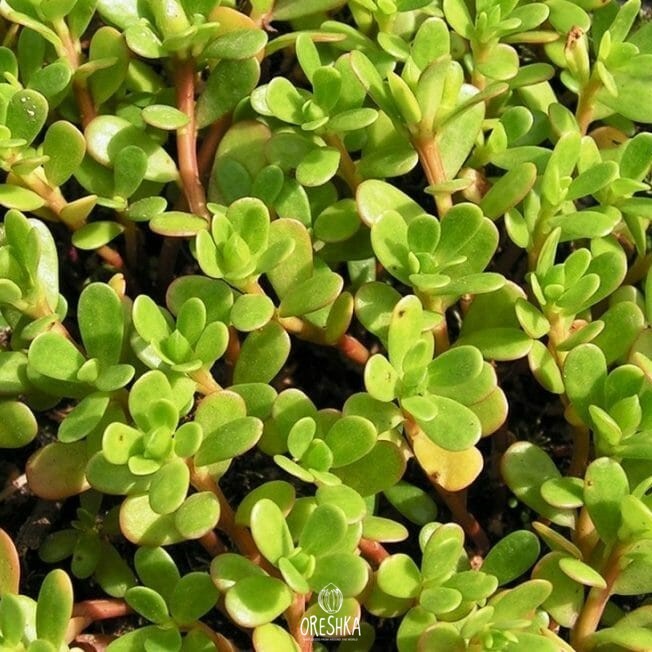 Seeds of common purslane (Portulaca oleracea) — 50 pcs