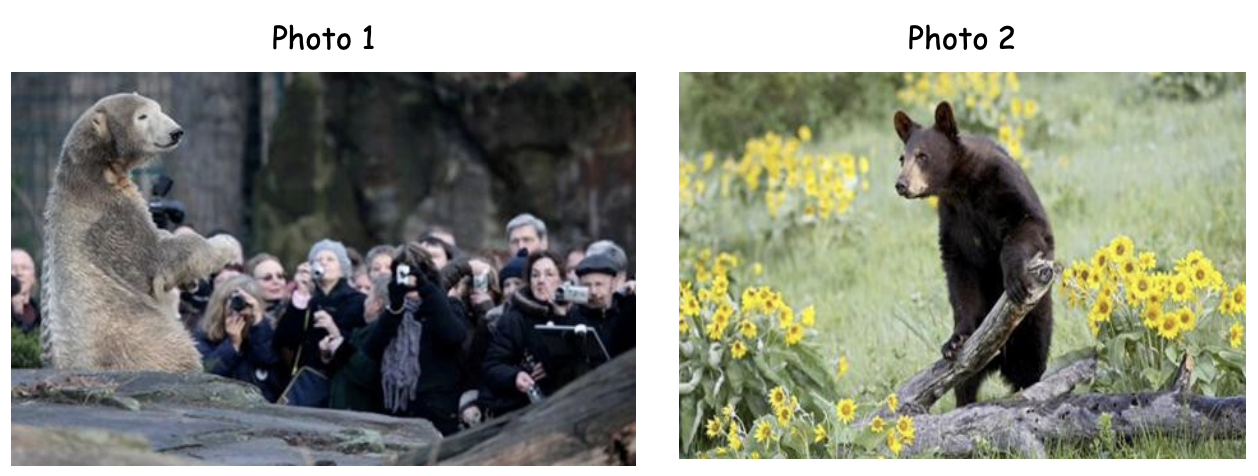 Сравнение 2 фотографий. Сопоставление изображений медведя. Сравнение картинок ЕГЭ английский медведи. Животные для сравнения английский. Сравнение двух картинок.