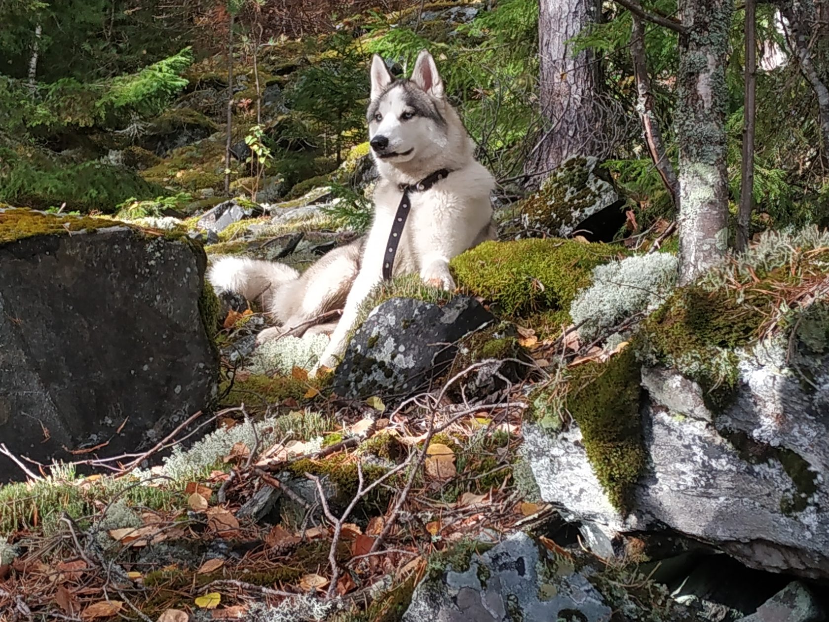Петсеваара гора