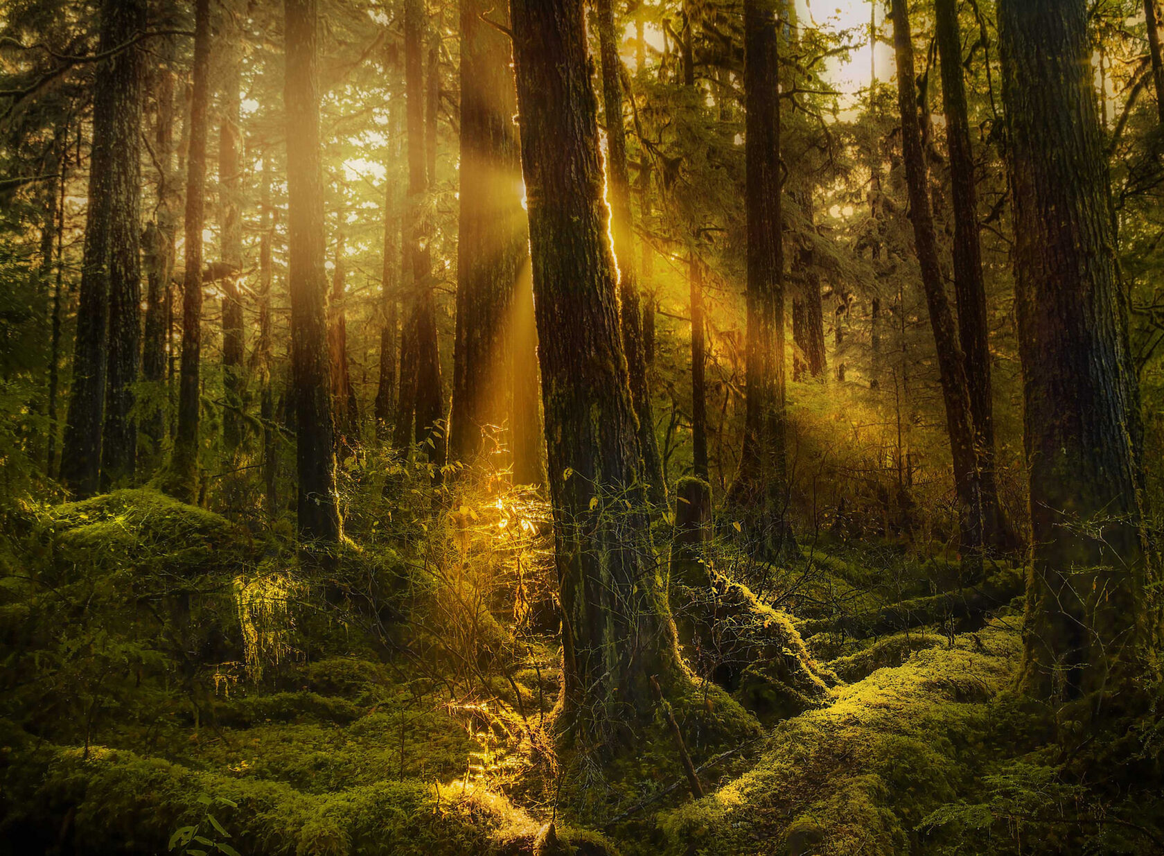 сказочные фотографии леса