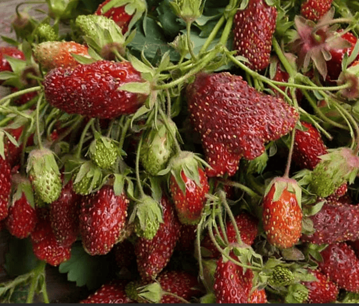 земклуника купчиха