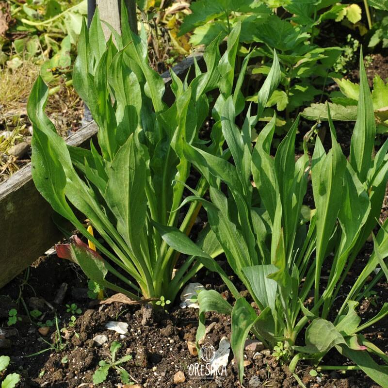 Seeds of black salsify (Scorzonera hispanica) — 30 pcs