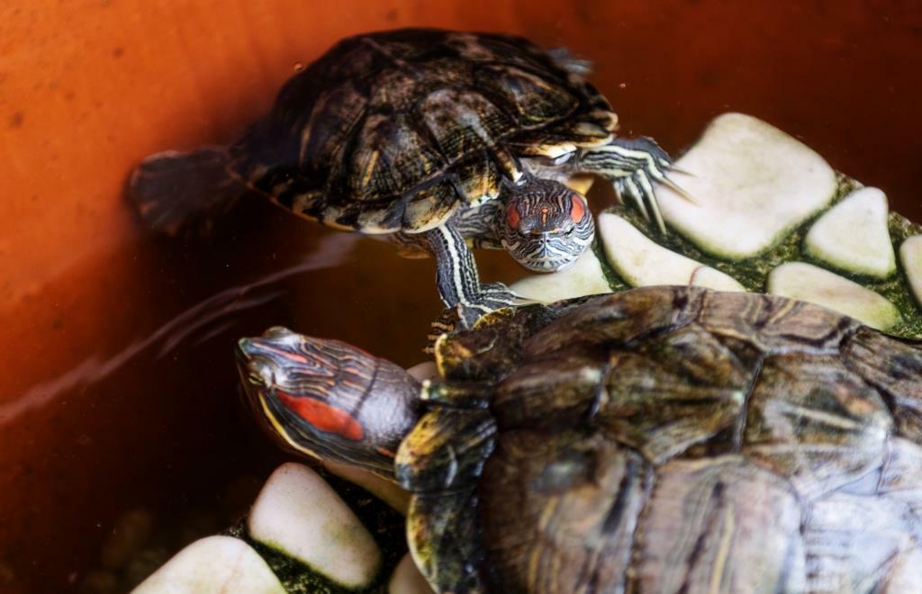 Как ухаживать за красноухой черепахой в домашних условиях
