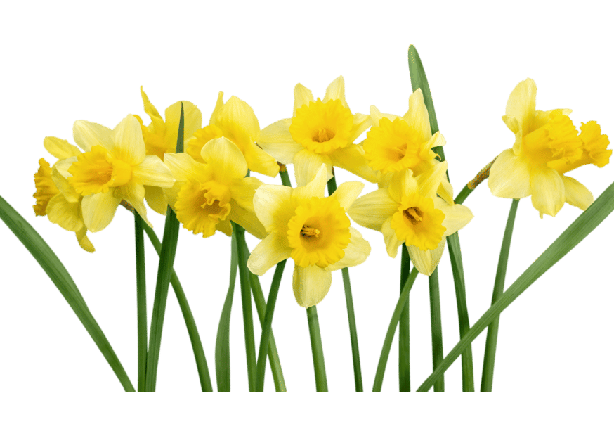daffodil