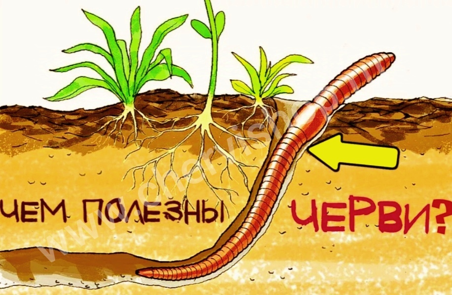 Чем полезны дождевые черви