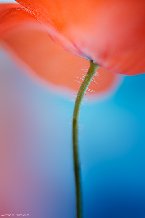 macro, macro flower, macro art, anna utkina, photography, macrophotograpy, floral art, макро, макрофотография, анна уткина