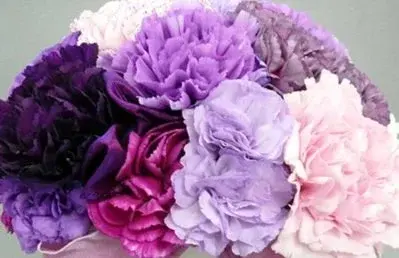  Линейка сортов хризантем