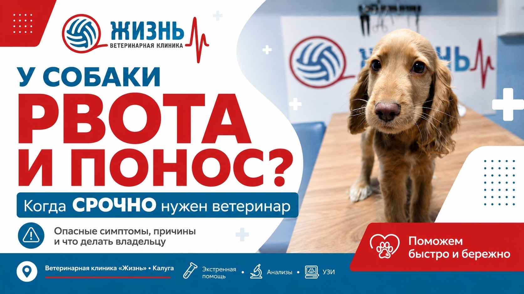 Ветеринарная клиника в Калуге Жизнь