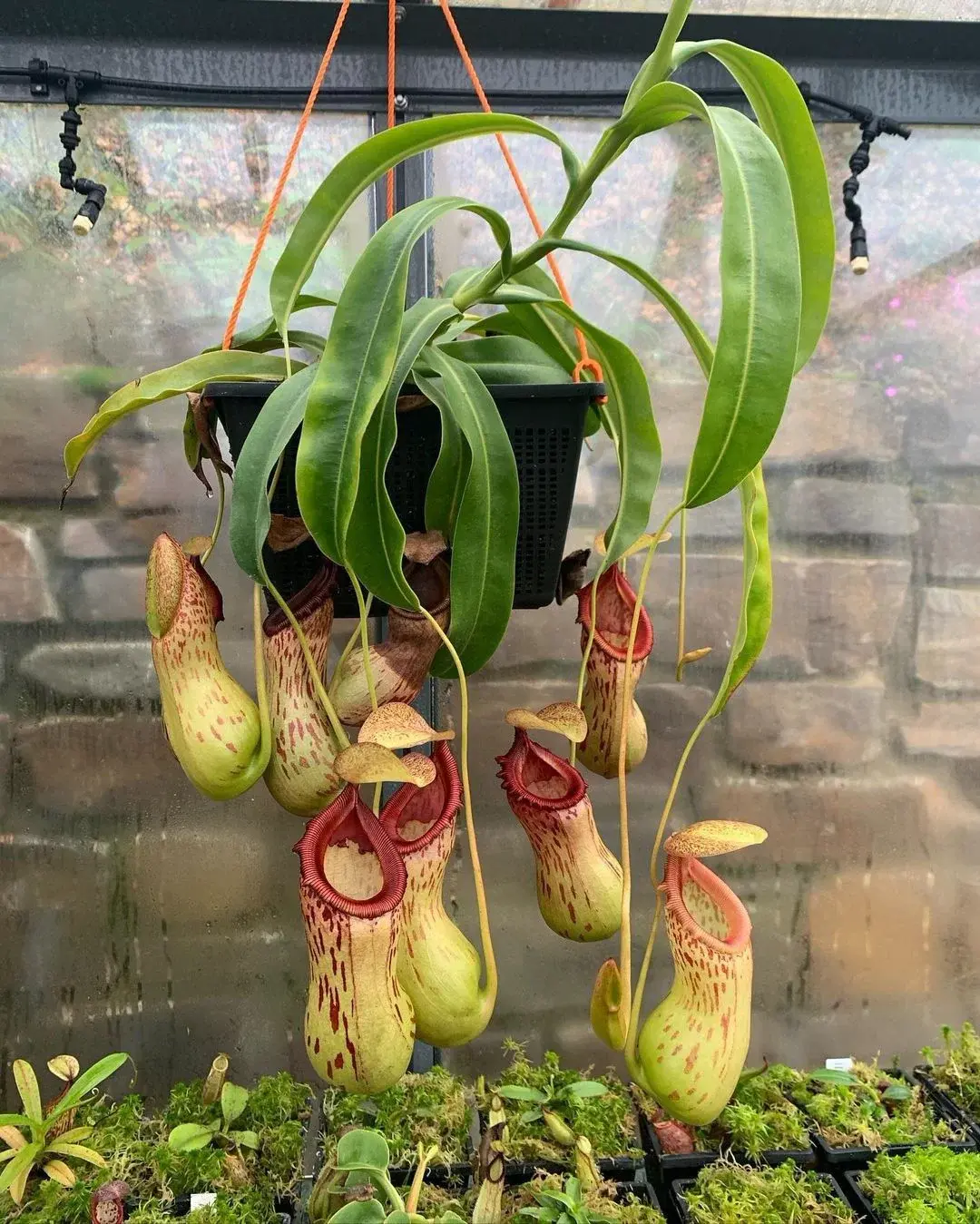 Green indoor plant in pot