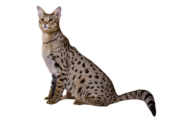 Кошка породы Саванна
