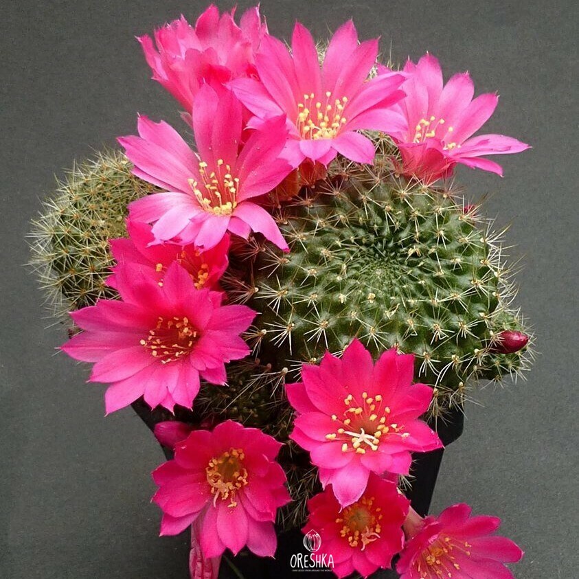 Seeds of Cactus Rebutia violaciflora (Rebutia violaciflora) — 10 pcs