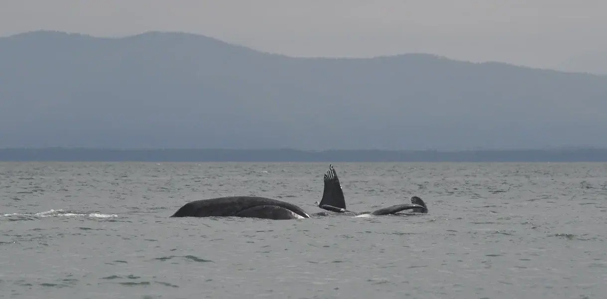 шрамы от косаток